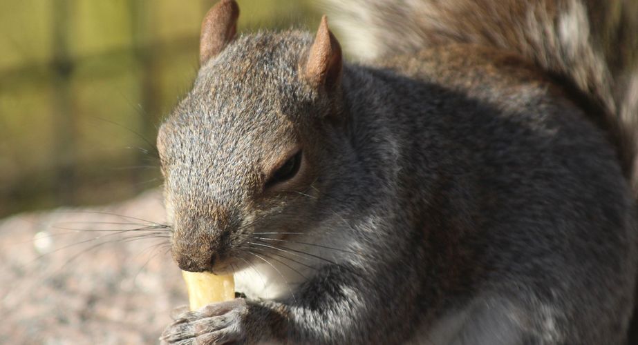 Eekhoorn in Central Park New York Eekhoorn in Central Park New York